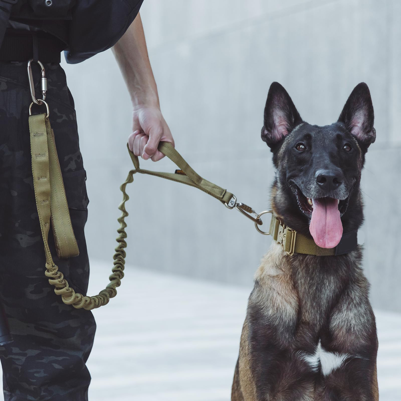 Moet ik de uitrusting van mijn werkhond vertrouwen?