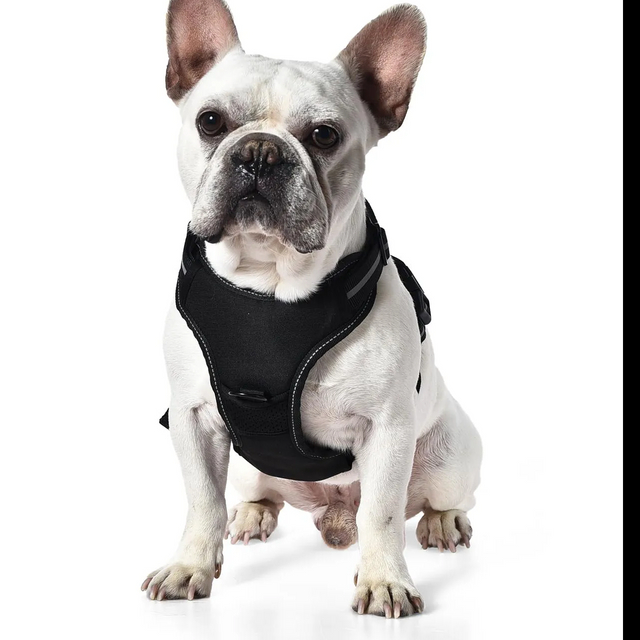 Pettorina per gilet per cani imbottita morbida regolabile